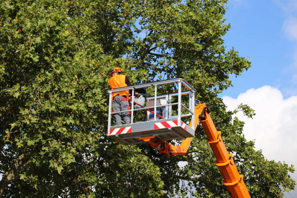 Reliable Wray, CO Tree Removal Solutions