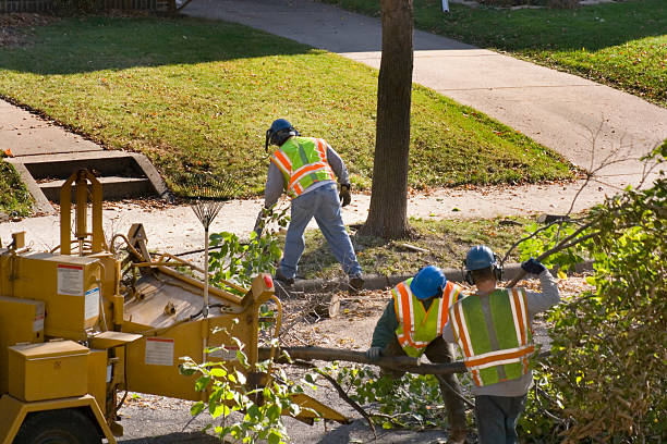 Best Lawn Watering Services  in Wray, CO