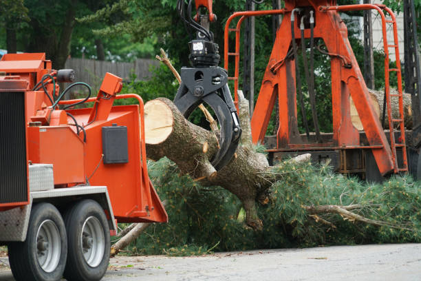 Tree and Shrub Care in Wray, CO