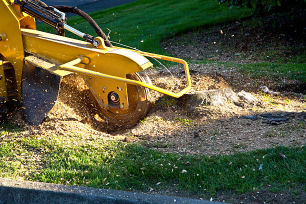 Best Aeration Services  in Wray, CO